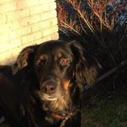 Blanding af racer Laika