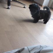 Shih tzu Hr. Vimse