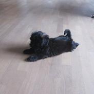 Shih tzu Hr. Vimse