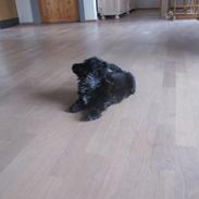 Shih tzu Hr. Vimse