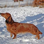 Gravhund Kildevang's Dazzling Beauty