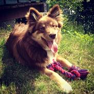 Finsk lapphund Cleo
