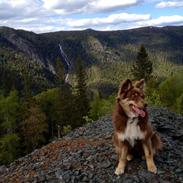 Finsk lapphund Cleo
