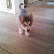 Alaskan malamute Balto