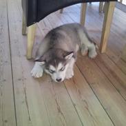 Alaskan malamute Balto