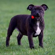 Staffordshire bull terrier Skyewalker's Another Surprice (Tøffe)
