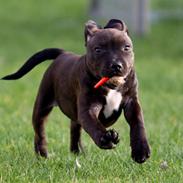 Staffordshire bull terrier Skyewalker's Another Surprice (Tøffe)
