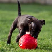 Staffordshire bull terrier Skyewalker's Another Surprice (Tøffe)