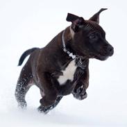 Staffordshire bull terrier Skyewalker's Another Surprice (Tøffe)