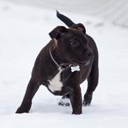Staffordshire bull terrier Skyewalker's Another Surprice (Tøffe)