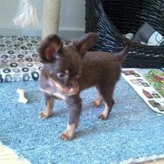 Russisk toy terrier Balder. R.I.P .