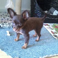 Russisk toy terrier Balder. R.I.P .