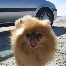 Pomeranian Stitch