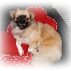 Tibetansk spaniel Our Passion Billie Jean