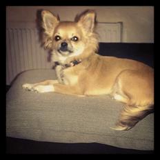 Chihuahua Alma