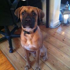 Blanding af racer Anton