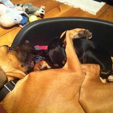 Blanding af racer Anton