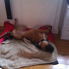 Blanding af racer Anton