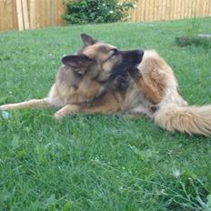 Schæferhund Sif (R.I.P)