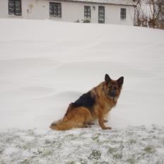 Schæferhund Sif (R.I.P)