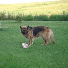 Schæferhund Sif (R.I.P)