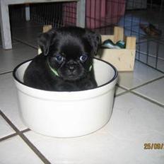 Griffon petit brabancon Dutnas