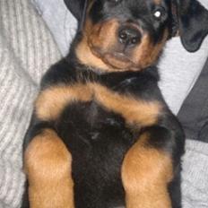 Rottweiler Nika