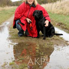 Labrador retriever Sally