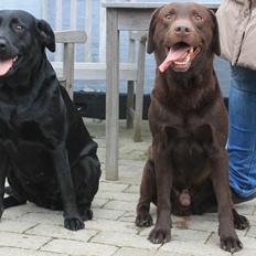 Labrador retriever Sally