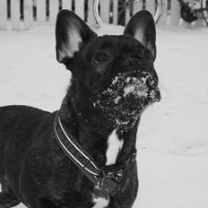 Fransk bulldog Frida