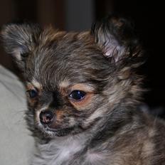 Chihuahua BALOO