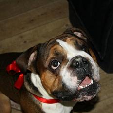 Olde english bulldogge Tantos