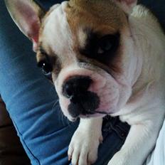 Fransk bulldog Rocco