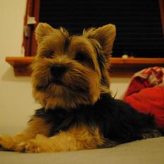 Yorkshire terrier Mikas