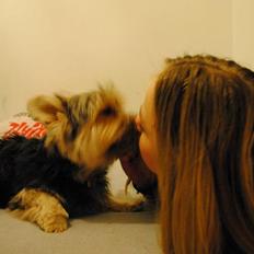 Yorkshire terrier Mikas