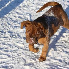 Dogue de bordeaux frigg