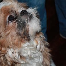 Shih tzu Pepsi