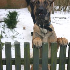 Malinois Jenos Mercedes