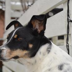 Dansk svensk gaardhund mikkel ( mini ko )