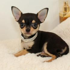 Chihuahua High Fly Charming Beast