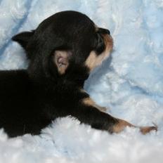 Chihuahua High Fly Charming Beast