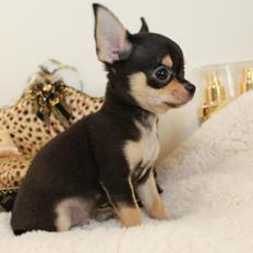 Chihuahua High Fly Charming Beast