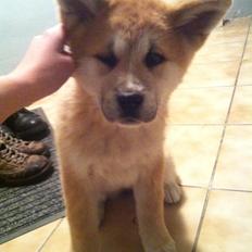 Akita inu Kuma Senkinin