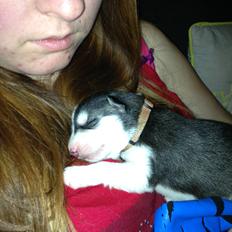 Siberian husky Miriel