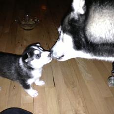 Siberian husky Miriel