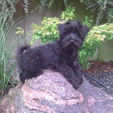 Dvaergschnauzer Eddie