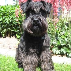 Dvaergschnauzer Eddie