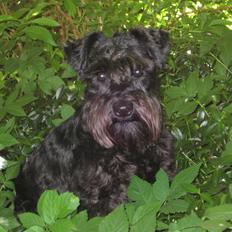 Dvaergschnauzer Eddie