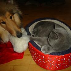 Collie langhåret Kivas Edens Spring flower in white