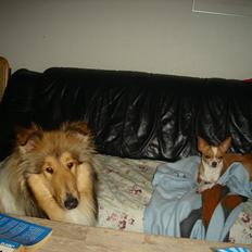 Collie langhåret Kivas Edens Spring flower in white